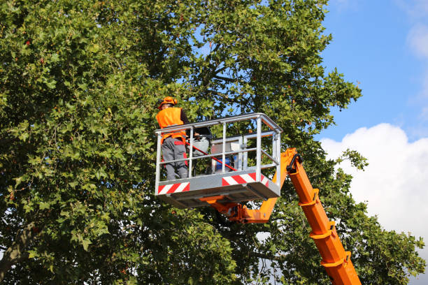 Best Emergency Tree Removal  in Tangerine, FL